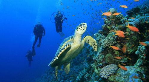 馬爾代夫潛水指南 從浮潛到深潛的必備設備清單